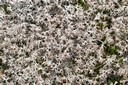 Une des plusieurs espèces de lichens poussant sur le pierrier