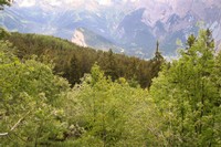 Une jeune forêt s'installe après le passage d'une tempête destructrice