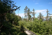 Une nouvelle forêt prend place