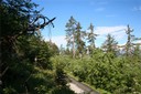 Une nouvelle forêt prend place