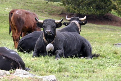 Vache de la race d'Hérens