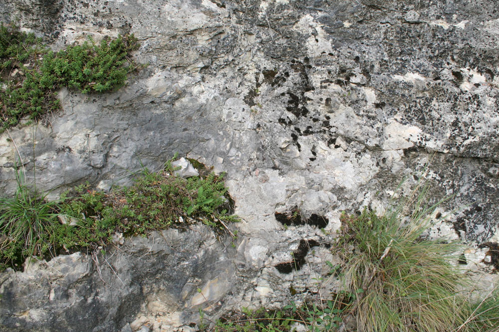 Colonisation d'une roche par de la végétation