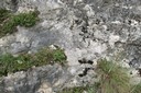 Colonisation d'une roche par de la végétation
