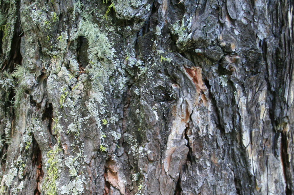 Ecorce d'un vieux mélèze