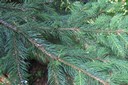 Branche d'épicéa