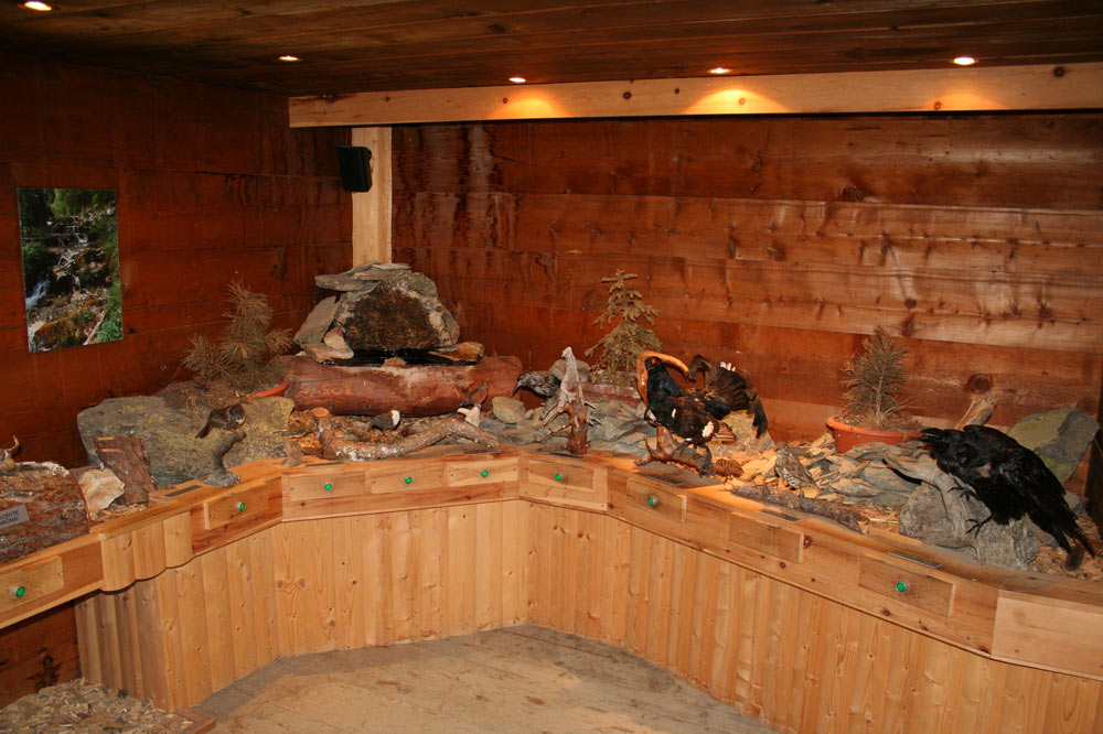 Exposition d'oiseaux naturalisés dans la Maison de la Forêt de la Tzoumaz