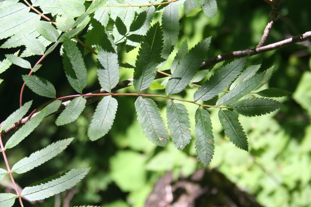 Feuille de sorbier des oiseleurs