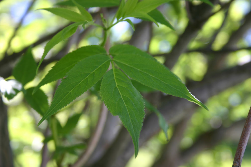 Feuille de sureau à grappes