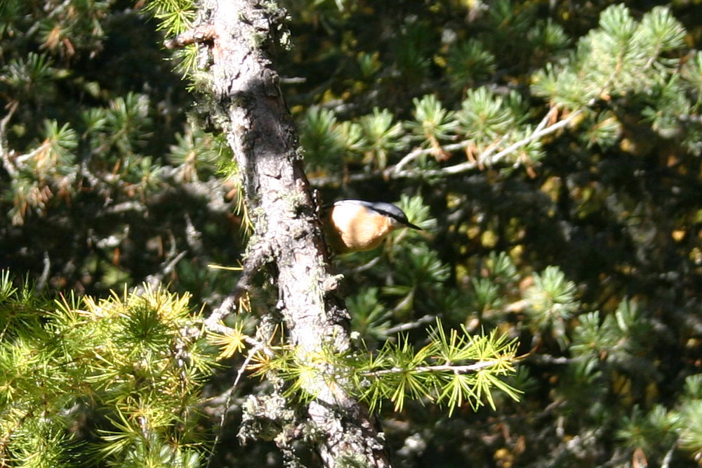 Les oiseaux excellent dans l'art du camouflage en forêt