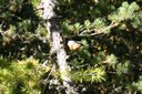 Les oiseaux excellent dans l'art du camouflage en forêt