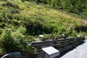 Plantes aimant les sols secs et caillouteux