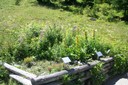 Plantes des pâturages