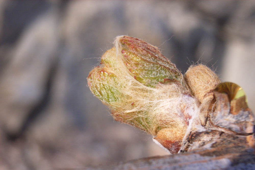 Bourgeon de vigne