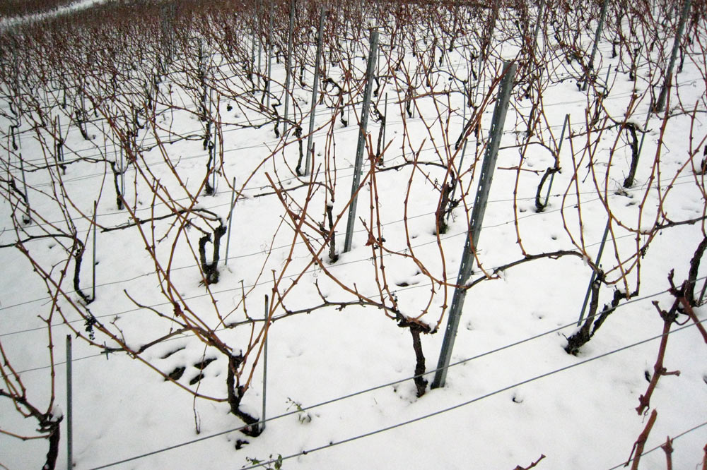 La vigne se repose durant l'hiver