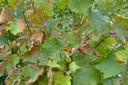 Vigne malade
