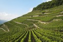 Vignes, Fully