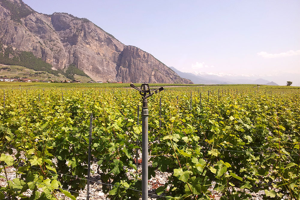 La totalité de la vigne de Chamoson est aujourd'hui irriguée