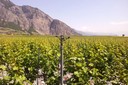 La totalité de la vigne de Chamoson est aujourd'hui irriguée