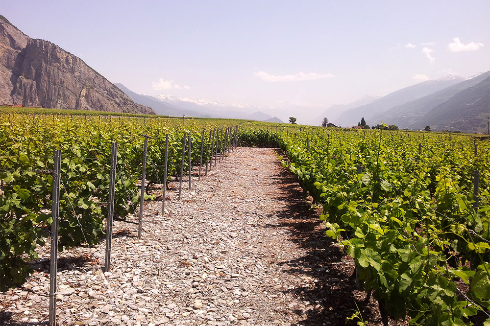 Vignes gravelées