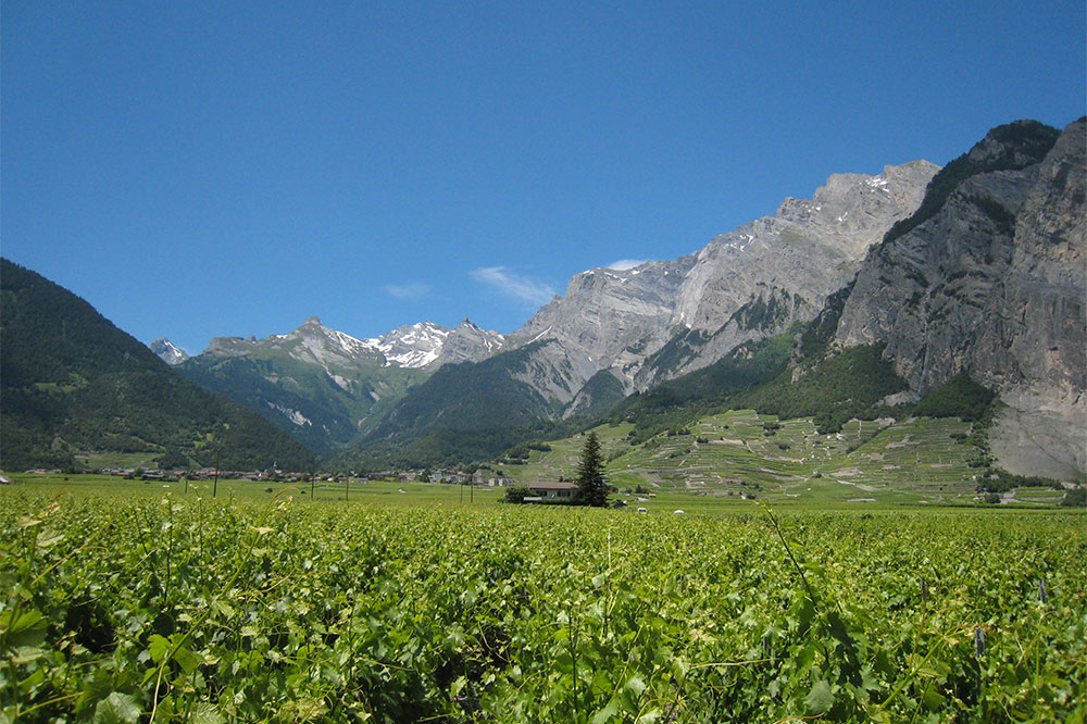 Vignoble de Chamoson