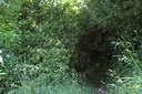 Orée du bois de houx