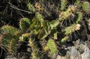 Cactées