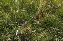 Prairie maigre