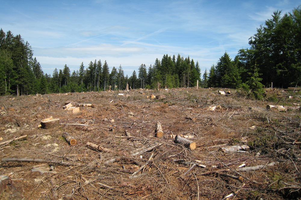 Forêt défrichée