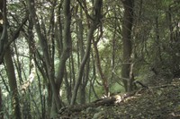 Forêt de houx