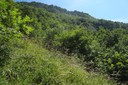 Indispensable forêt