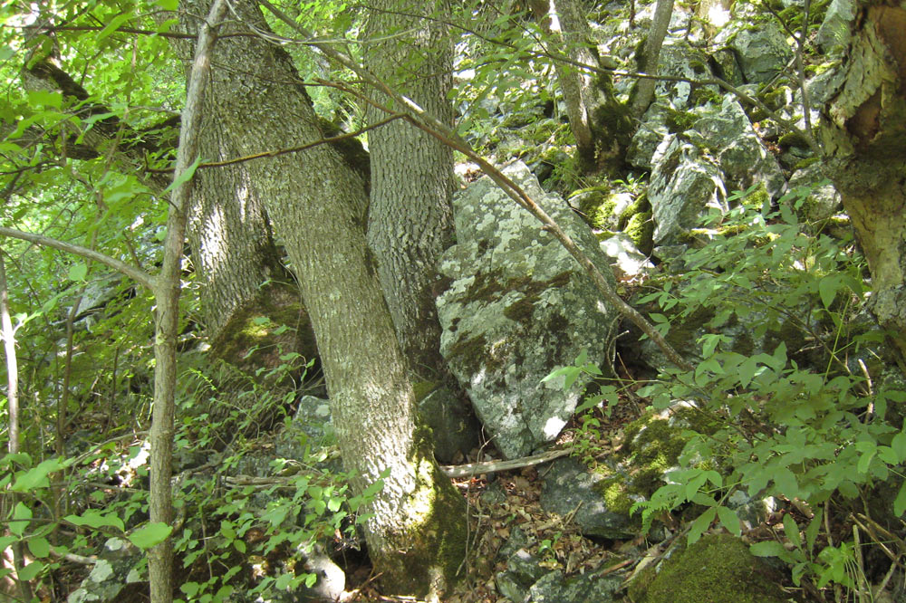 La forêt joue un rôle de protection