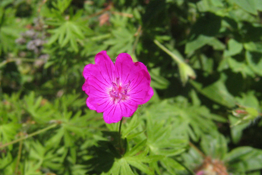 Géranium sanguin