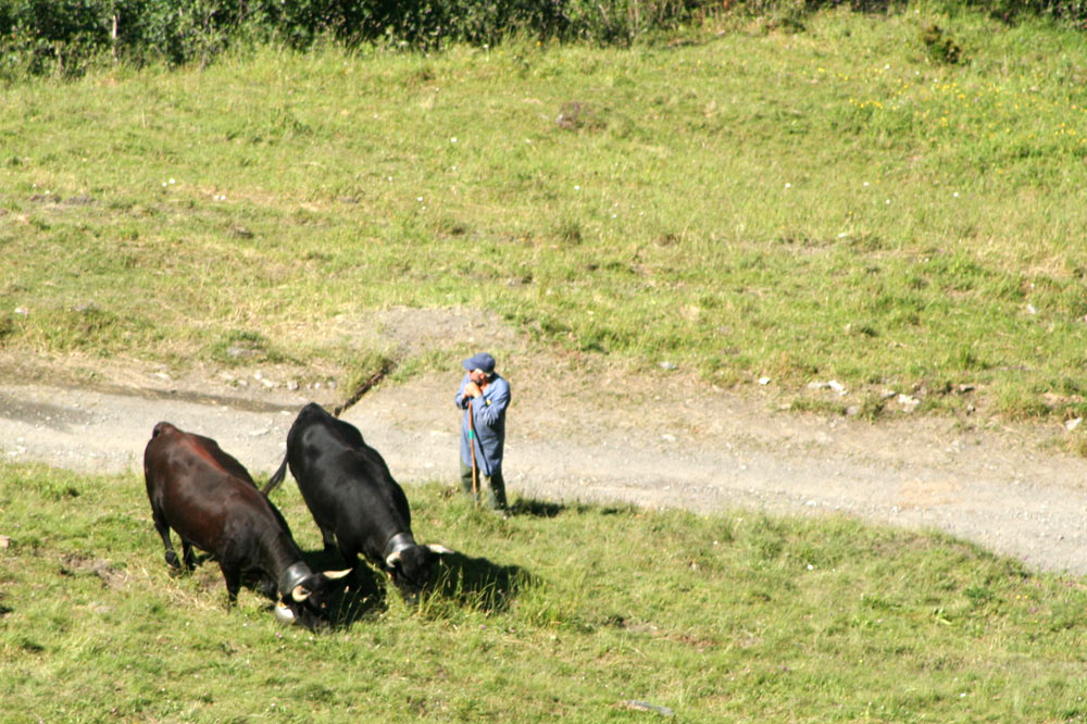 Berger et ses vaches