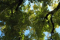 L'arbre de la liberté