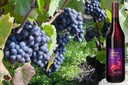 Gamay - Cafarou