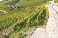 Le pinot noir, un grand voyageur