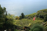 Lavaux, fenêtre sur le Léman