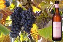 Pinot Noir - Oeil de Perdrix