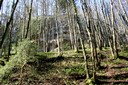 Forêt d'Entreroches