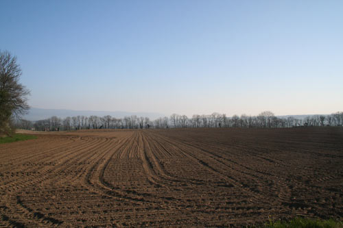 Terres agricoles issues des marais asséchés