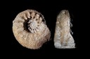 Acanthodiscus