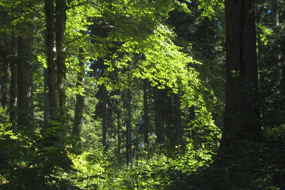 Forêt jurassienne