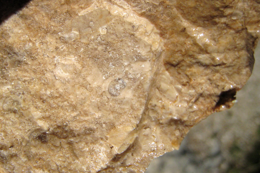 Oolithe dans un calcaire du valanginien