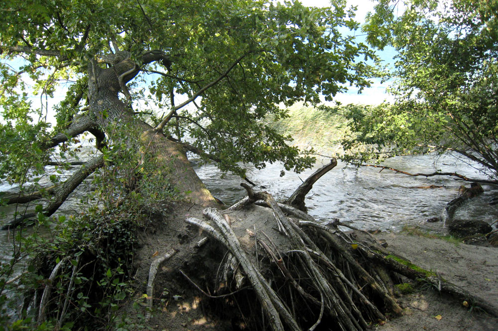 Arbre déraciné par l'érosion de la rive