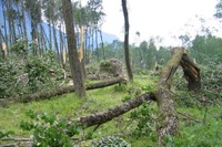 Peupliés ravagés par la tempête