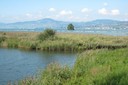 Roselière poussant sur la beine