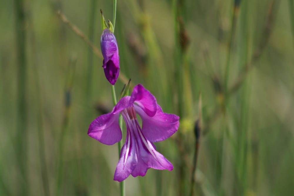 Glaieul des marais