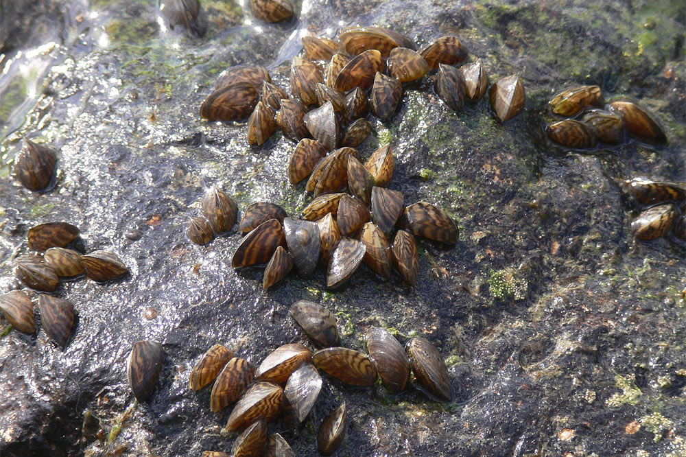 Moules zèbrées