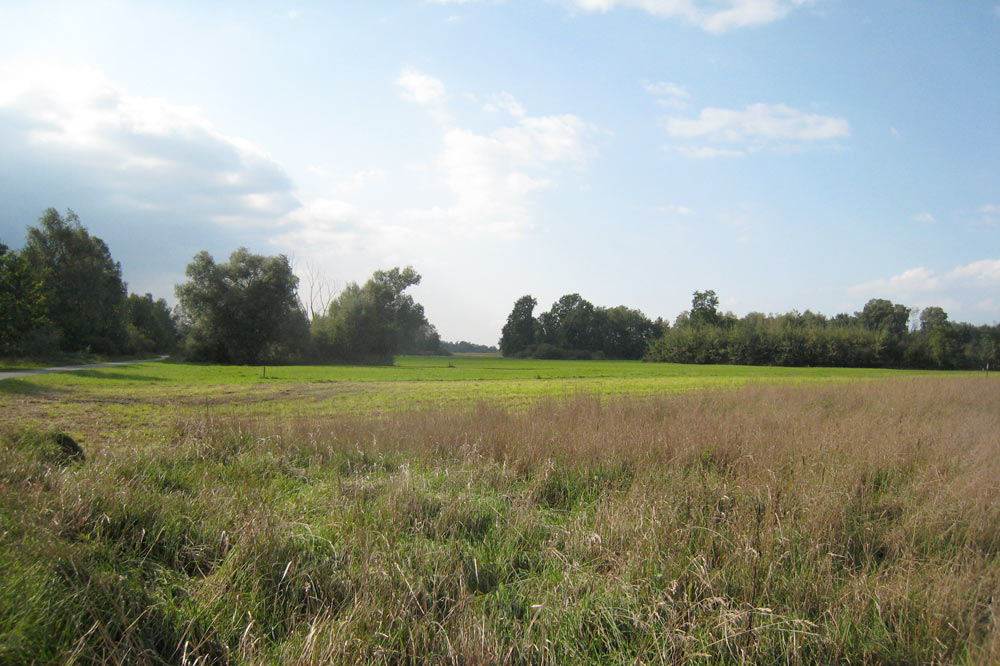 Prairie de fauche aux Grangettes