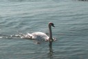 Cygne